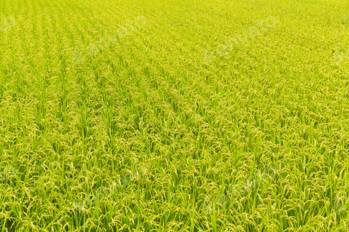 Preview: Rice field