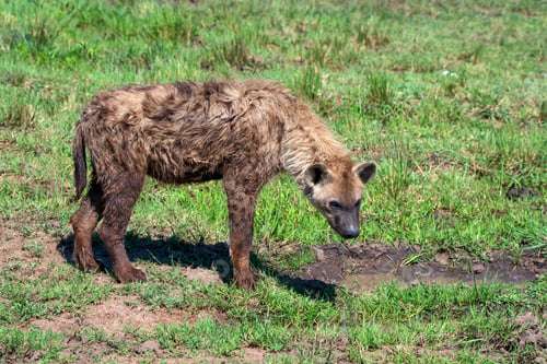 Preview: Tired spotted hyena or crocuta in savannah