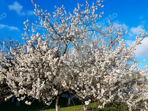 Preview: three white flowers on a apricot tree