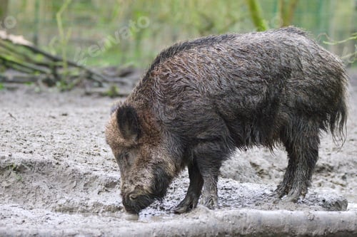 Preview: Adult boar sniffing the dirty ground at a farm