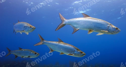 Preview: Colorful sea life underwater, shallow underwater seascape