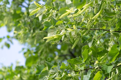 Preview: Linden inflorescences of linden flowers before flowering. Allergy season.