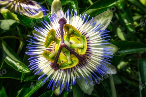 Preview: the passion flower