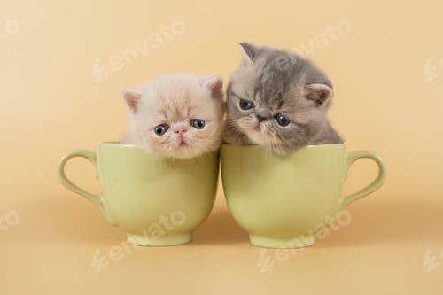 Preview: Two Persian and exotic kittens are sitting in large green cups on a beige background