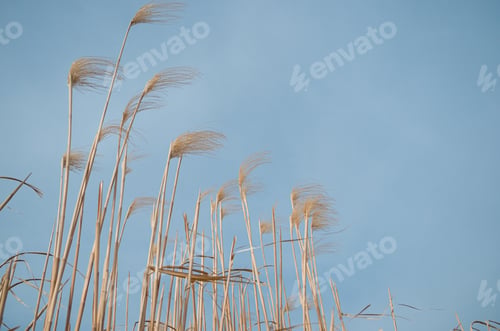 Preview: Miscanthus giganteus