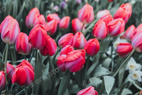 Preview: Beautiful tulips blooming flowers in a garden