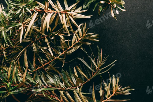 Preview: flat lay with common sea buckthorn branches arranged on black background