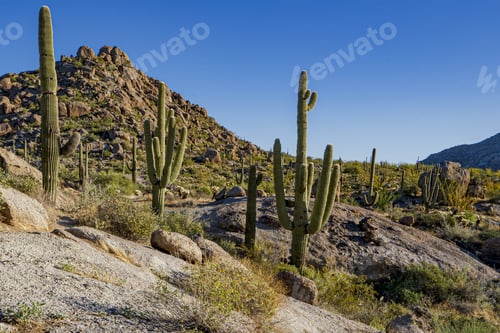 Preview: Field with beautiful cactus plants and bushes surrounded by rocky hills