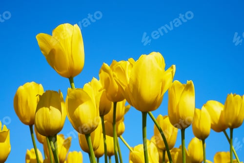 Preview: Yellow tulip flowers blooming in a tulip field against background of blue sky. Nature background