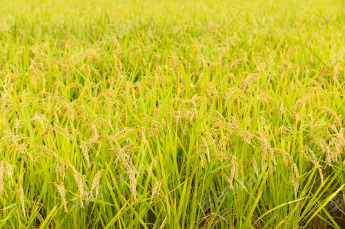 Preview: Green rice field in farm