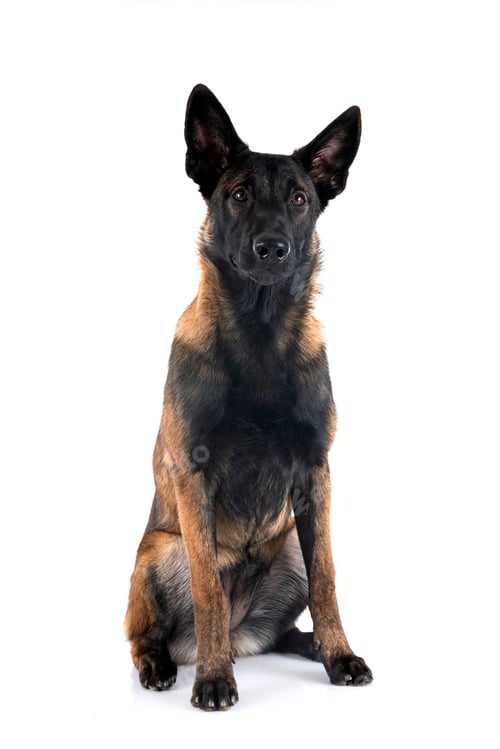 Preview: puppy malinois in studio