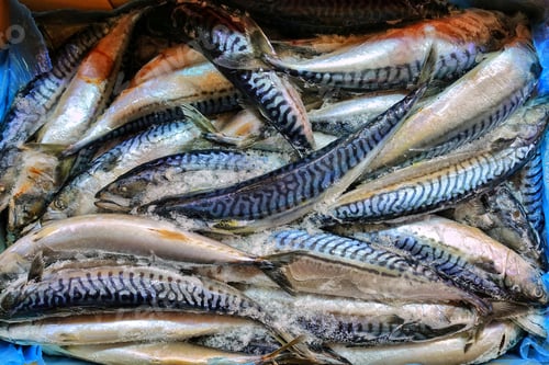 Preview: Fish Food in a Fish Market Stand