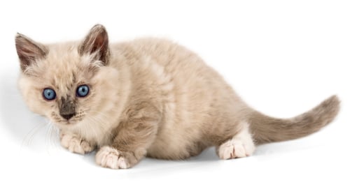 Preview: cat, kitten, pet, isolate