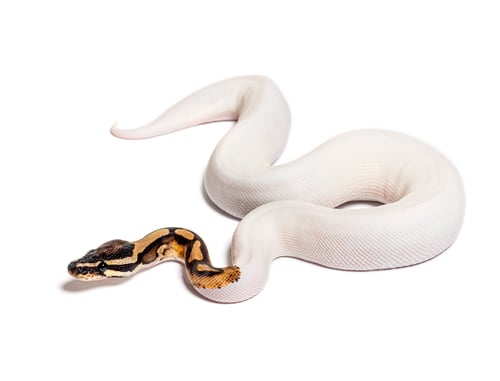 Preview: Piebald high white ball python, python regius, isolated on white