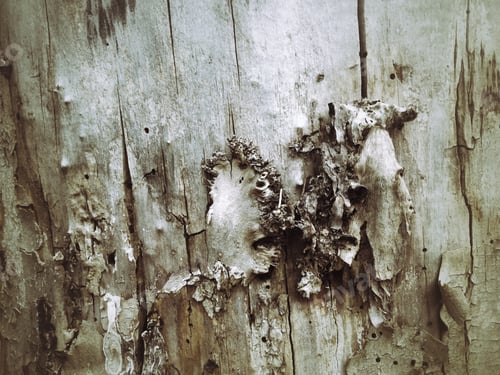 Preview: Grunge Wood Texture And Background