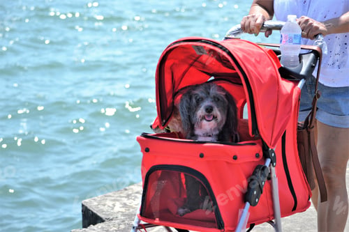 Preview: Happy Dog Rides in Stroller by the Water