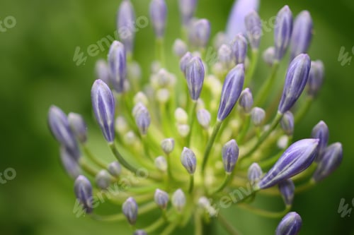 Preview: Agapanthus Cluster