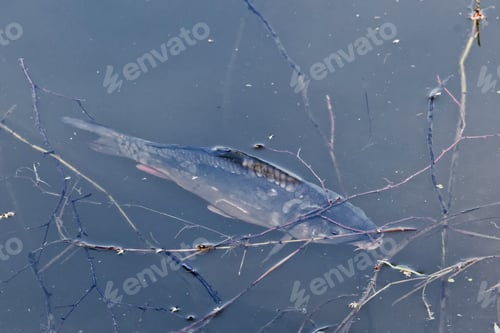 Preview: Carp (Cyprinus carpio) in a pond near a forest