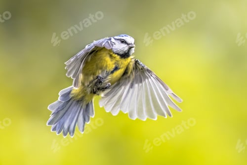 Preview: Flying bird on bright green background
