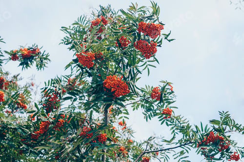 Preview: Rowan bunches on a tree.