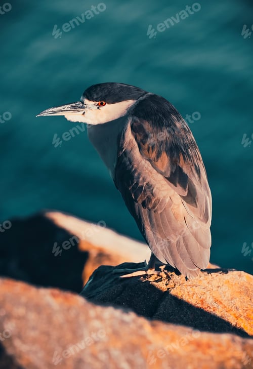 Preview: Black Crowned Heron, Bird Resting on a Rock