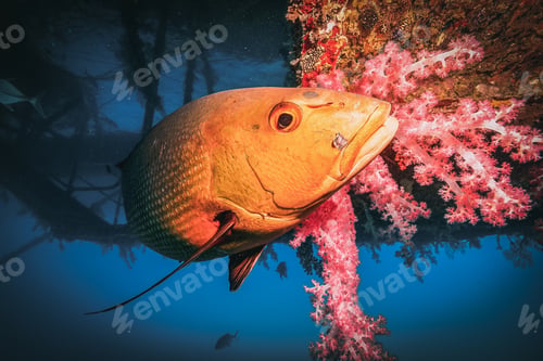 Preview: red bass close to a red coral under a pontoon in the great barrier reef