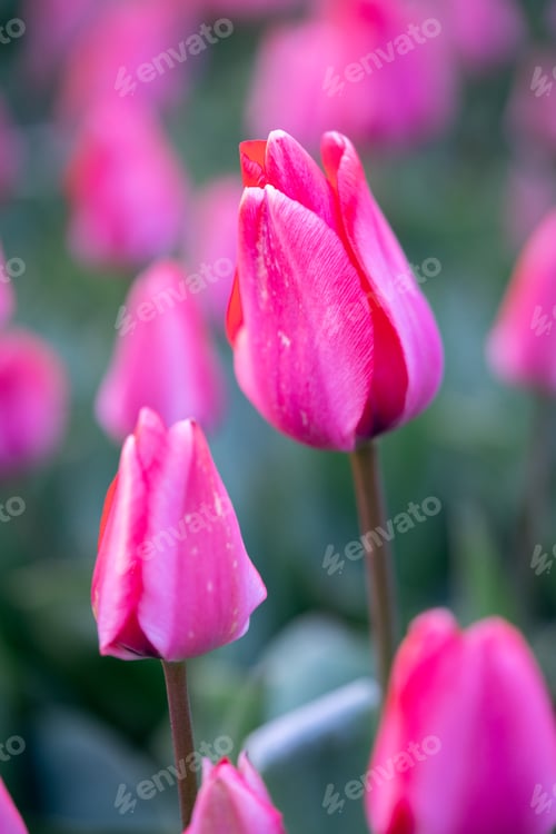Preview: Macro close-up of a beautiful pink tulip flower, in Dutch flower field