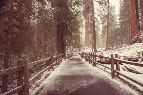 Preview: Sequoia forest in winter season