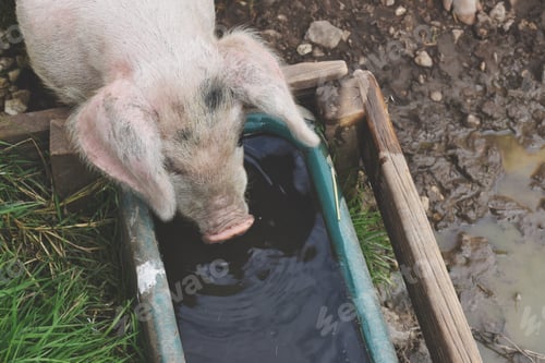 Preview: Pig drinking water from A trough on a farm