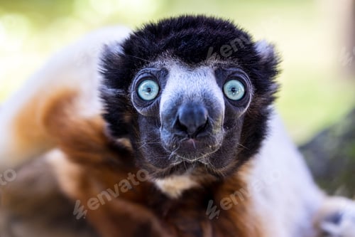 Preview: A Crowned sifaka (Propithecus coronatus)