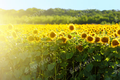 Preview: Large field of sunflowers on sunny summer day. Sunflower for the production of seeds oil