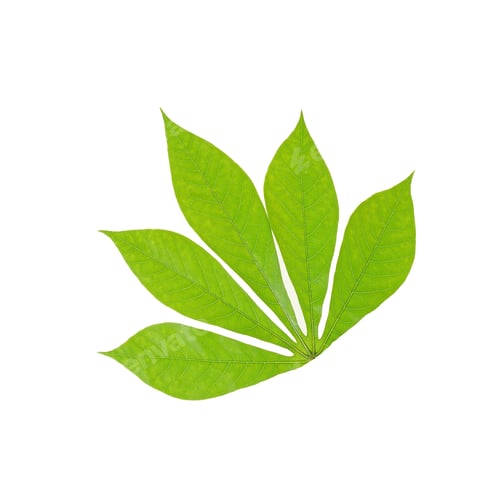 Preview: green chestnut leaf