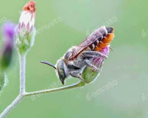 Preview: Little bee
