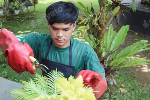 Preview: Gardener maintain and cutting the plants