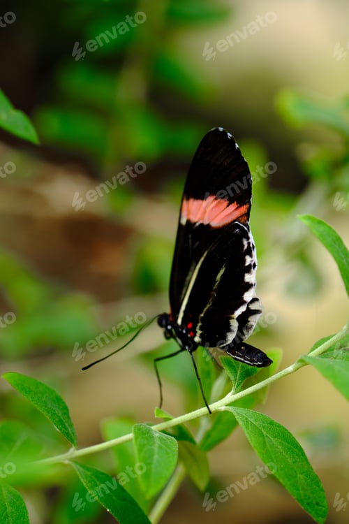 Preview: Closeup of a Tithorea butterfly on a green leaf in a field with a blurry background