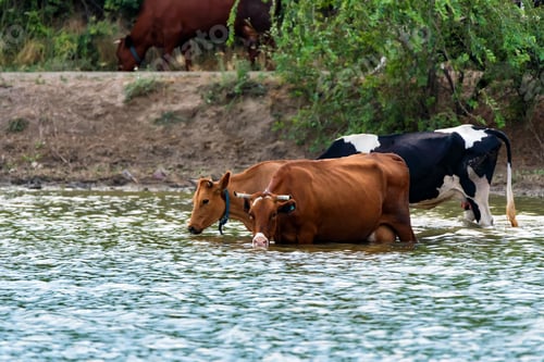 Preview: Cows drink water from river