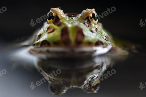 Preview: Toad Reflection