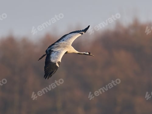 Preview: Common crane (Grus grus)
