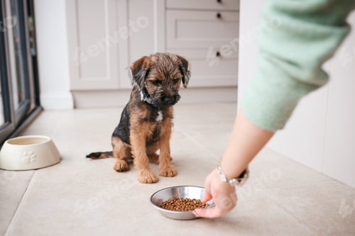 Preview: Close Up Of Female Owner Feeding Border Terrier Puppy With Dry Dog Food At Home