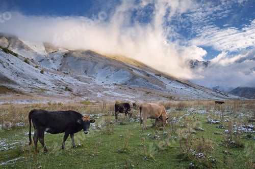Preview: Cows in the Mountains
