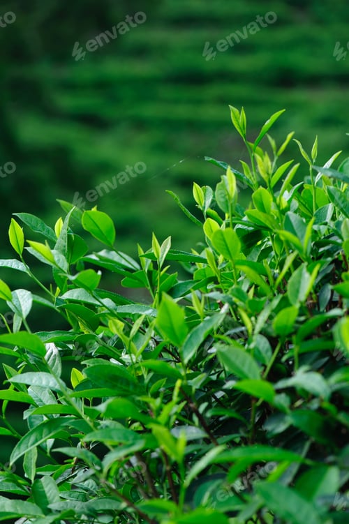 Preview: Tea trees in growth at spring
