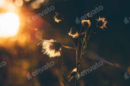 Preview: Fluffy dry flowers