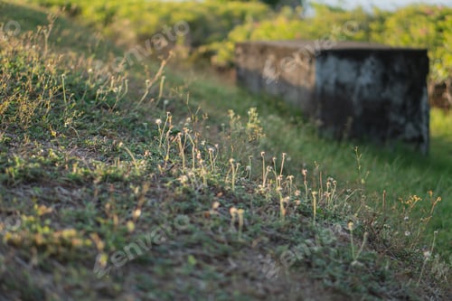 Preview: Close-Up of Green Grass and Flowering Plants
