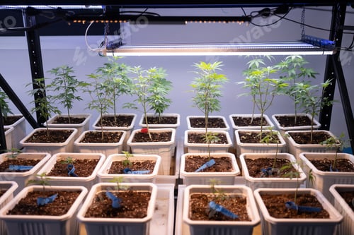Preview: Green house and harvesting of cannabis weed hemp plants cultivation of marijuana farm laboratory