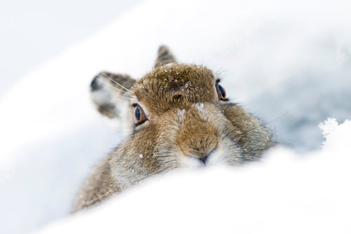Preview: UK, Scotland, portrait of Mountain Hare in snow
