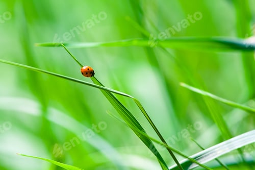 Preview: Little ladybug