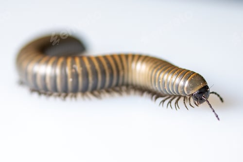 Preview: Close-up of a millipede walking