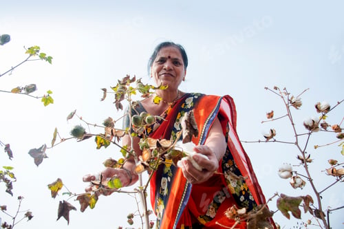 Preview: Indian woman harvesting cotton in a cotton field.