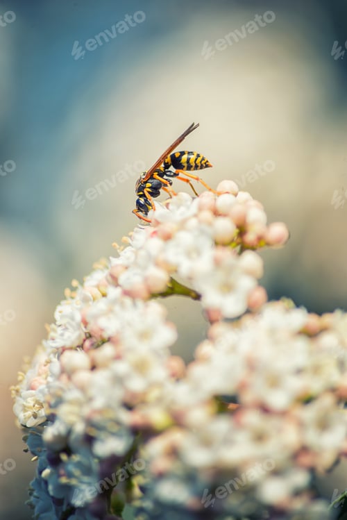 Preview: Wasp on flowers