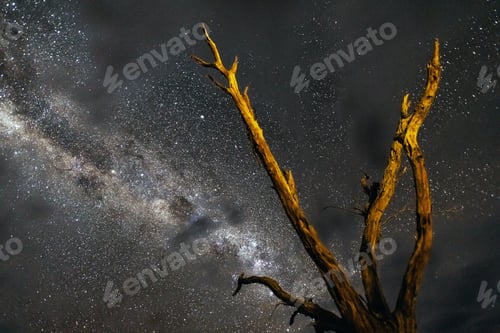 Preview: Dead trees at Deadvlei at night